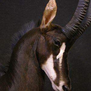 Sable Pedestal Taxidermy