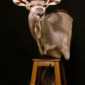 Kudu Pedestal Taxidermy