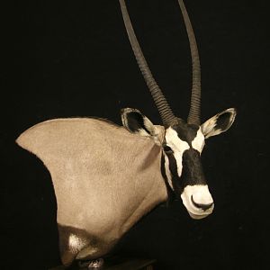 Gemsbok Pedestal Taxidermy