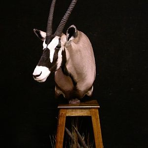 Gemsbok Pedestal Taxidermy