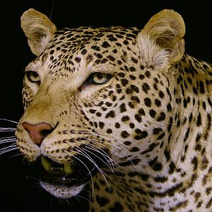 Leopard With Custom Base Taxidermy Close Up