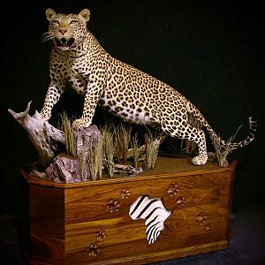 Leopard With Custom Base Taxidermy