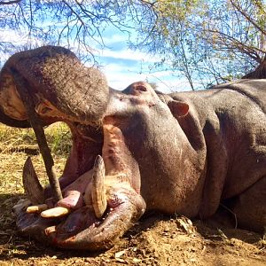 Hunt Hippo South Africa