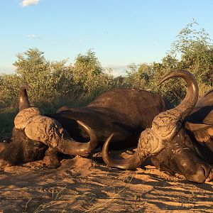 Hunting Buffalo in South Africa