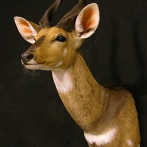 Bushbuck Shoulder Mount Taxidermy