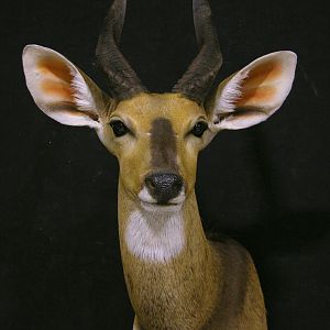 Bushbuck Shoulder Mount Taxidermy