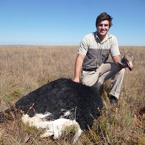 South Africa Ostrich Hunt