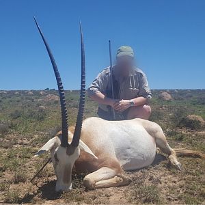 Scimitar oryx Hunt in South Africa