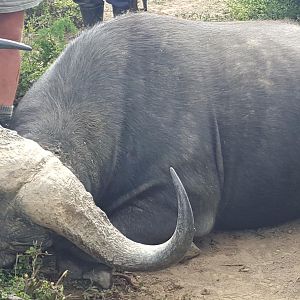 Hunting Buffalo South Africa