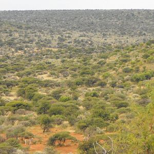 Terrain and sightings Hartzview Hunting Safaris