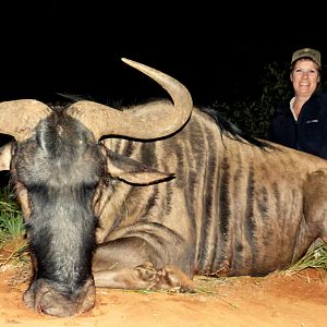 South Africa Blue Wildebeest Hunting