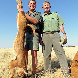 Hunting Caracal in South Africa