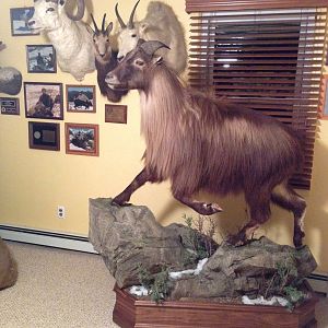 Full Mount New Zealand Tahr Taxidermy