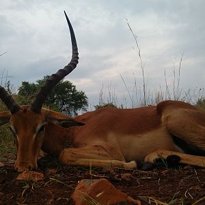 Hunting Impala South Africa