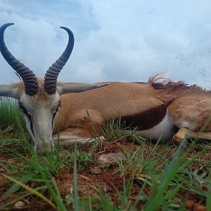 Springbok Hunting South Africa