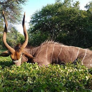 Nyala Hunt South Africa