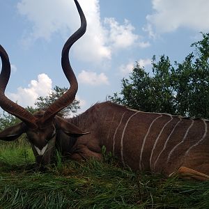 South Africa Kudu Hunting