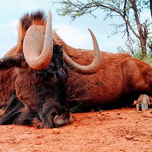 Hunt Black Wildebeest South Africa