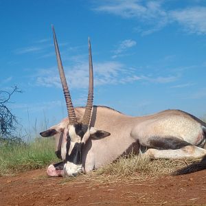 Hunt Gemsbok South Africa