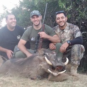 South Africa Warthog Hunt