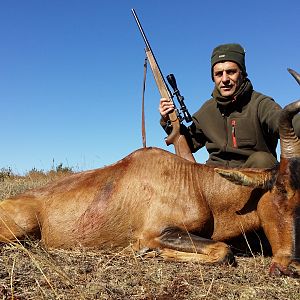 Red Hartebeest Hunt South Africa