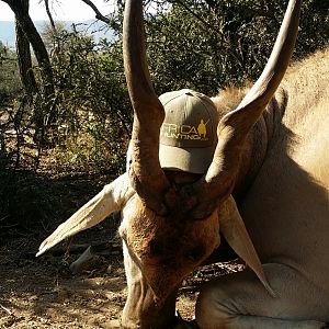 South Africa Hunting Eland