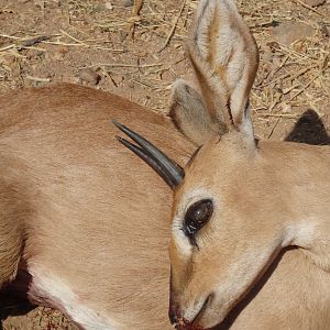 South Africa Steenbok Hunting