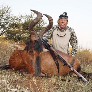 Red Hartebeest Hunt South Africa