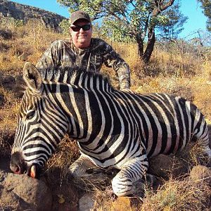 Hunt Zebra in South Africa