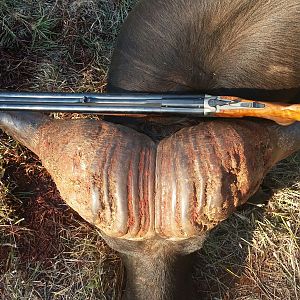 Hunting Buffalo South Africa