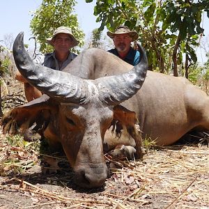 Hunting West African Savanna Buffalo Burkina Faso