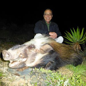 South Africa Bushpig  Hunting