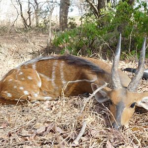 Harnassed Bushbuck Hunting Burkina Faso