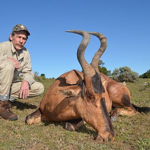 Red Hartebeest Hunt South Africa