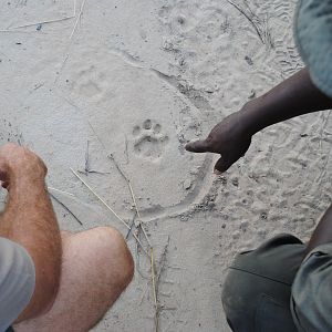 Judging Leopard Tracks