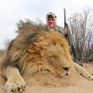 Hunting Lion in Nambia