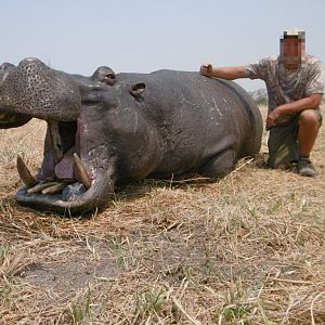 Hippo Hunt In Nambia