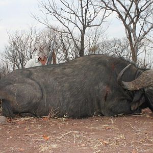 Hunting Buffalo Namibia