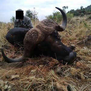 Hunting Buffalo Namibia