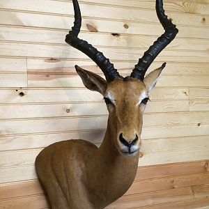 Impala Shoulder Mount Taxidermy