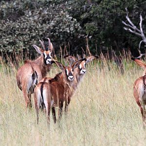 Roan Zambia Wildlife