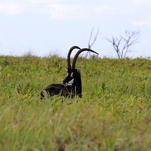 Sable Zambia Wildlife