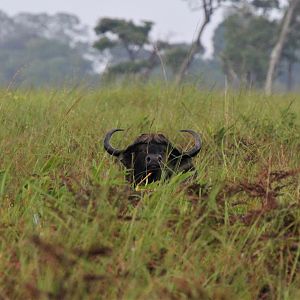 Wildlife Zambia Buffalo