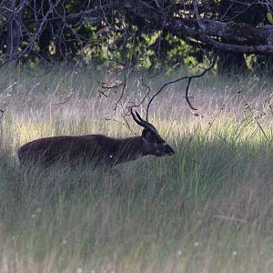 Harnessed Bushbuck Zambia