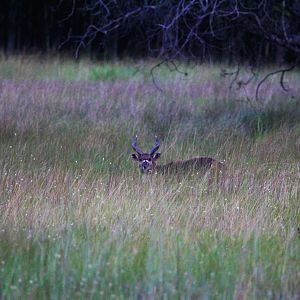 Zambia Wildlife Sitatunga