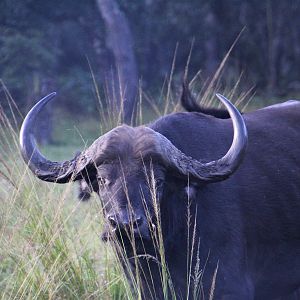 Wildlife Zambia Buffalo