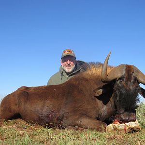 Hunt Black Wildebeest South Africa