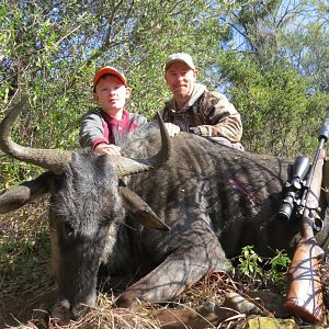 South Africa Blue Wildebeest Hunting