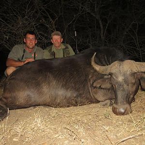 Hunting Buffalo Cow South Africa