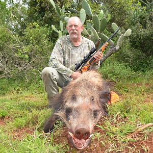 South Africa Bushpig  Hunting